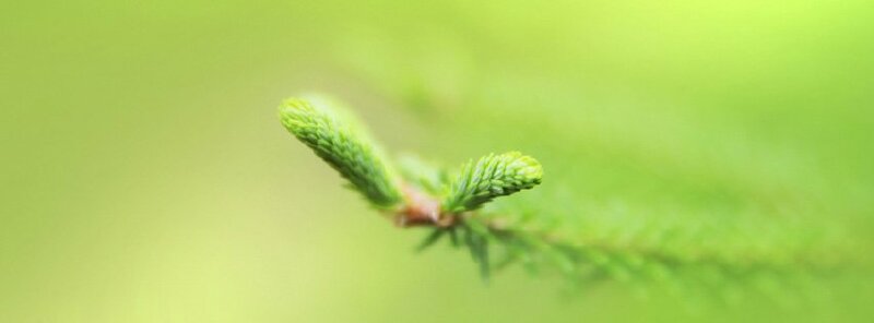 Ảnh bìa facebook mầm non màu xanh lục