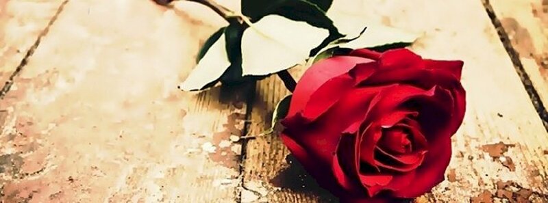Ảnh bìa cành hoa hồng đỏ quyến rũ trên gỗ