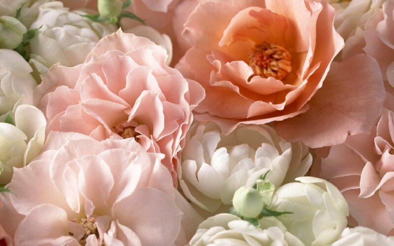 Những bông hoa mẫu đơn được coi là biểu tượng của sự tinh khiết và yêu đời. Hãy xem ảnh về loài hoa này để được thăng hoa trong không gian thơ mộng.