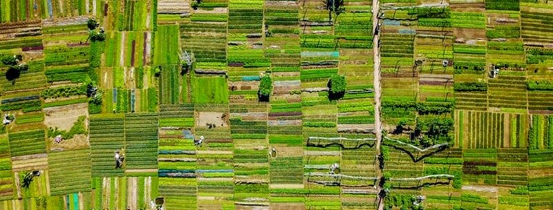 Ảnh bìa Facebook những mảnh ruộng chụp từ trên cao chất lượng cao