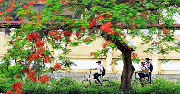 Ảnh bìa sân trường mùa hoa phượng