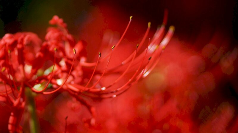 Ảnh bìa hoa bỉ ngạn 3D rõ từng chi tiết