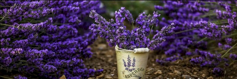 Ảnh đồng hoa oải hương màu tím làm ảnh bìa facebook cực đẹp