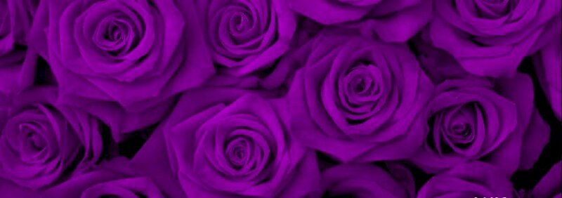 Hình nền hoa hồng màu tím chất