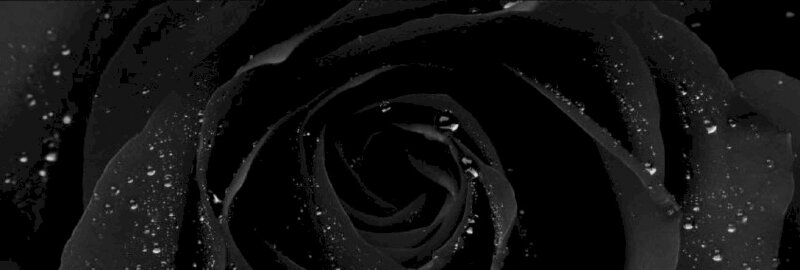 Ảnh bìa Facebook hoa hồng đen chất ngầu