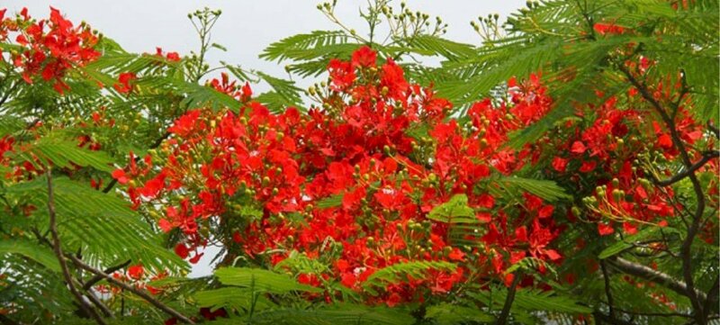 Ảnh bìa hoa phượng đỏ mùa hè