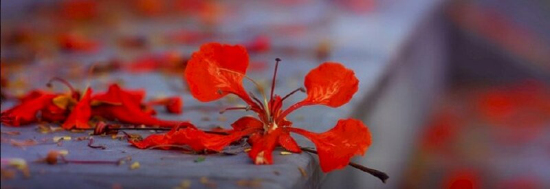 Hãy chiêm ngưỡng bức ảnh về hoa phượng đẹp tuyệt vời này! Những cánh đỏ rực rỡ sẽ khiến trái tim bạn ngập tràn yêu thương và kích thích trí tưởng tượng. Đừng bỏ lỡ cơ hội tận hưởng thêm niềm vui và sự sống động vào ngày hôm nay.
