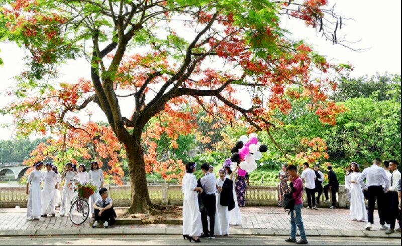 Ảnh bìa chụp kỉ yếu sân trường mùa hoa phượng