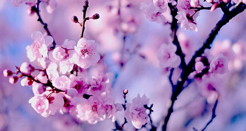 Ảnh bìa hoa anh đào đẹp lãng mạn trong nắng sớm