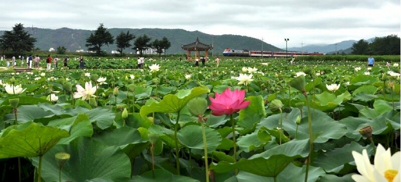 Ảnh bìa đầm hoa sen bên cạnh đường tàu hỏa