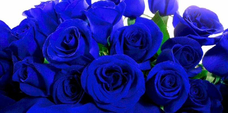 Ảnh bìa bó hoa hồng xanh đẹp