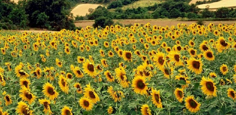 Ảnh bìa đồng hoa hướng dương