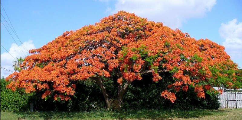 Ảnh bìa cây phượng đỏ khổng lồ
