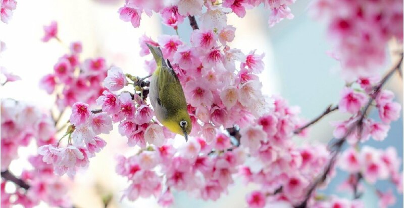 Ảnh bìa chim đậu trên hoa anh đào Nhật Bản