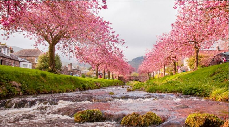 Ảnh bìa hàng cây hoa anh đào đẹp lãng mạn bên bờ sông