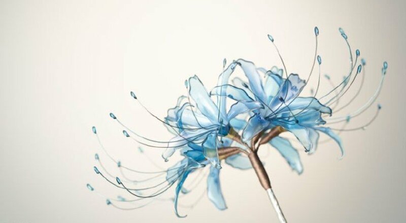 Ảnh bìa hoa bỉ ngạn xanh lung linh