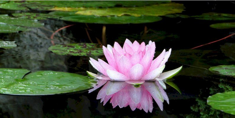 Ảnh bìa hoa sen thanh tịnh trên mặt nước