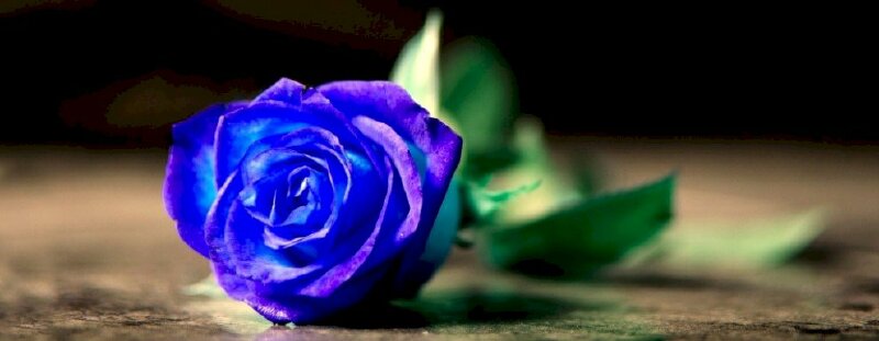 Ảnh bìa bông hoa hồng xanh đẹp