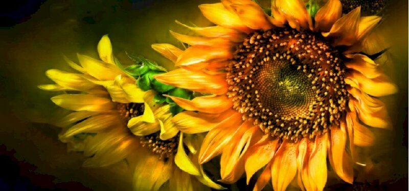 Hoa hướng dương mang trong mình thông điệp về sự lạc quan và sự sống động. Khám phá hình ảnh liên quan đến hoa hướng dương để thăng hoa và tìm thấy niềm vui trong cuộc sống.