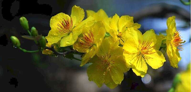 Ảnh bìa hoa mai vàng đọng nước đẹp nhất