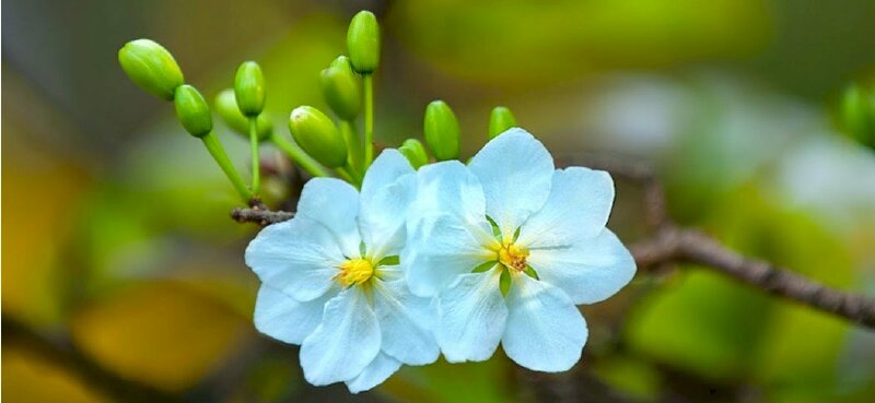 Ảnh bìa facebook hoa mai trắng ngày Tết