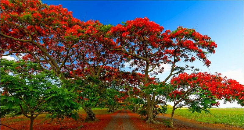 Ảnh bìa con đường hoa phượng đỏ mùa hè