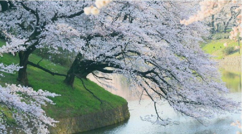 Ảnh bìa hoa anh đào đẹp lãng mạn sà vào mặt nước