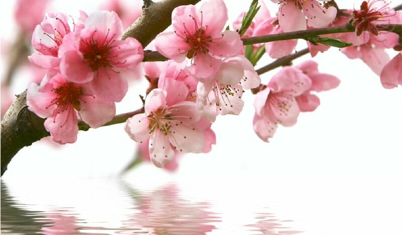 Ảnh bìa hoa anh đào Nhật Bản in bóng trên mặt nước