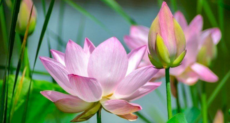 Ảnh bìa hoa sen nở thanh tịnh