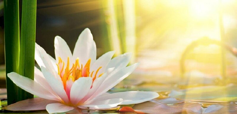 Ảnh bìa hoa sen trắng trong ánh nắng chói chang