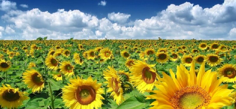 Ảnh bìa đồng hoa hướng dương và mây trắng