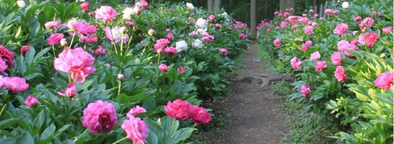 Ảnh bìa facebook vườn hoa mẫu đơn đẹp full HD