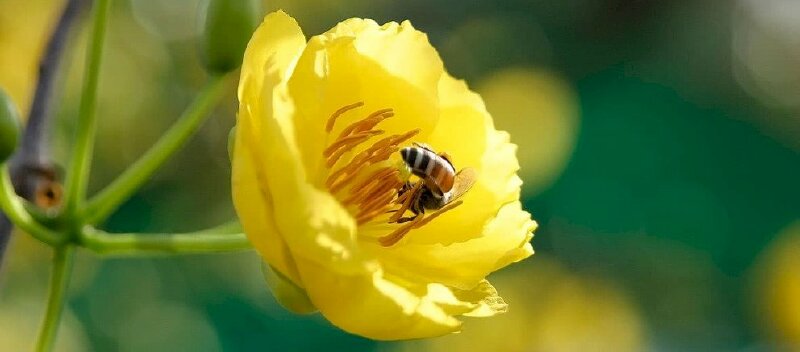 Ảnh bìa ong đậu trên hoa mai vàng đẹp nhất