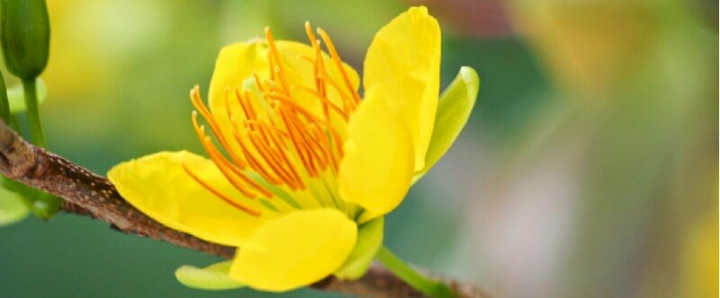 Ảnh bìa facebook chi tiết bông hoa mai ngày Tết