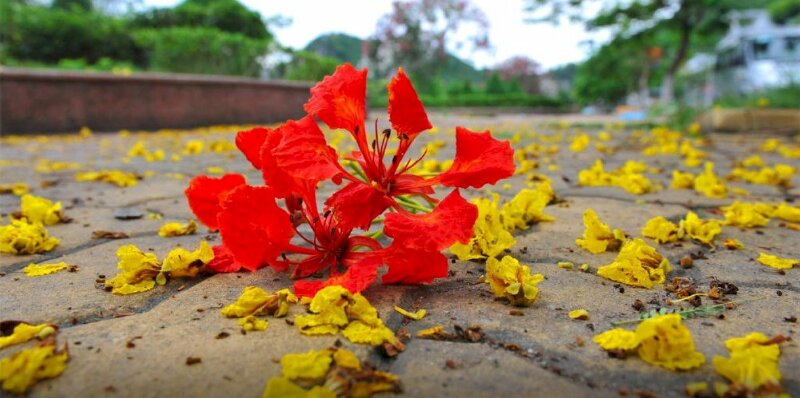 Ảnh bìa hoa phượng đỏ mùa hè trên đường