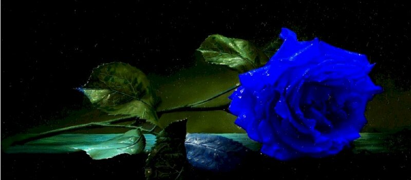 Ảnh bìa hoa hồng xanh quyến rũ đẹp