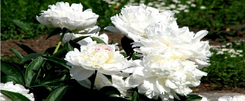 Ảnh bìa hoa mẫu đơn trắng thanh tao