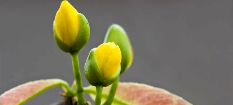 Ảnh bìa facebook nụ hoa mai chớm nở ngày Tết