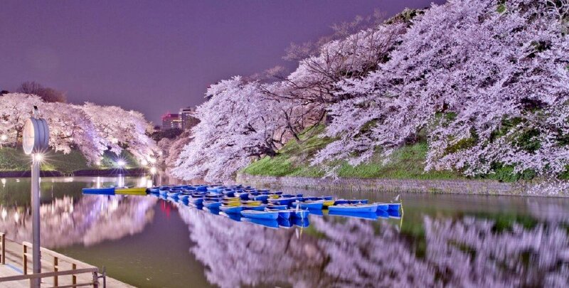 Ảnh bìa rừng hoa anh đào bên sông đẹp lãng mạn