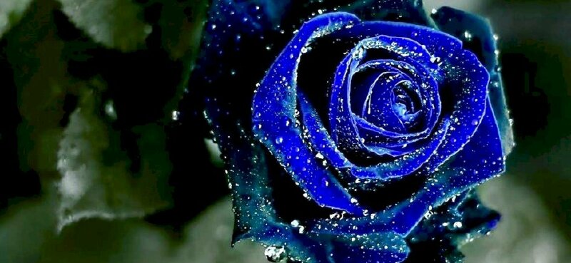 Ảnh bìa hoa hồng xanh đẹp đọng nước