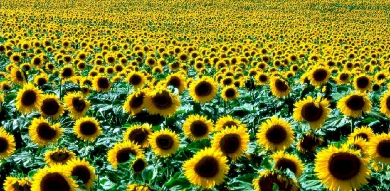 Ảnh bìa đồng hoa hướng dương bát ngát