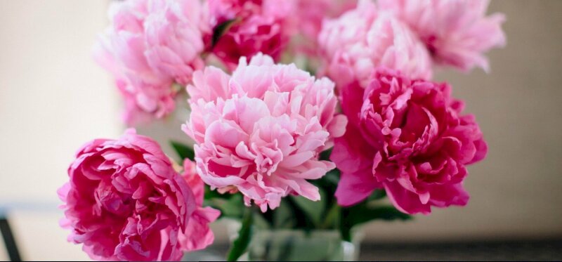 Ảnh bìa ảnh bìa hoa mẫu đơn hồng 3D