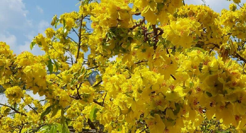 Ảnh bìa hoa mai rừng cực đẹp