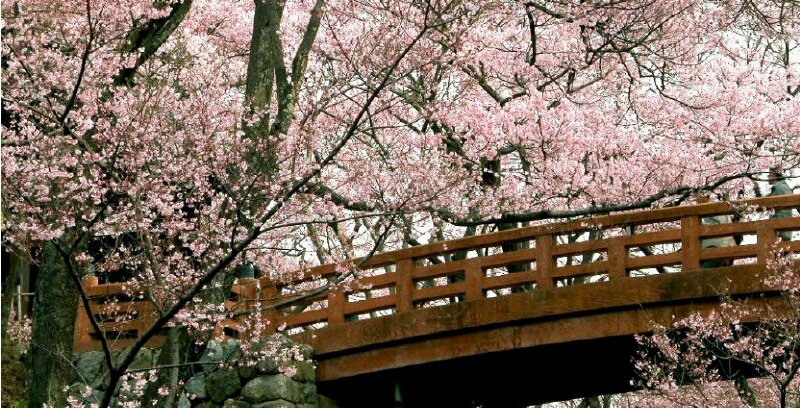 Ảnh bìa hoa anh đào Nhật Bản bên cây cầu