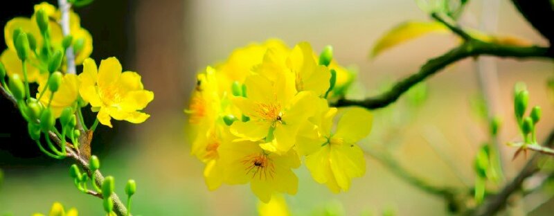 Ảnh bìa facebook hoa mai ngày Tết