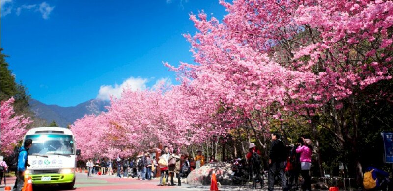Ảnh bìa con đường hoa anh đào du lịch Nhật Bản