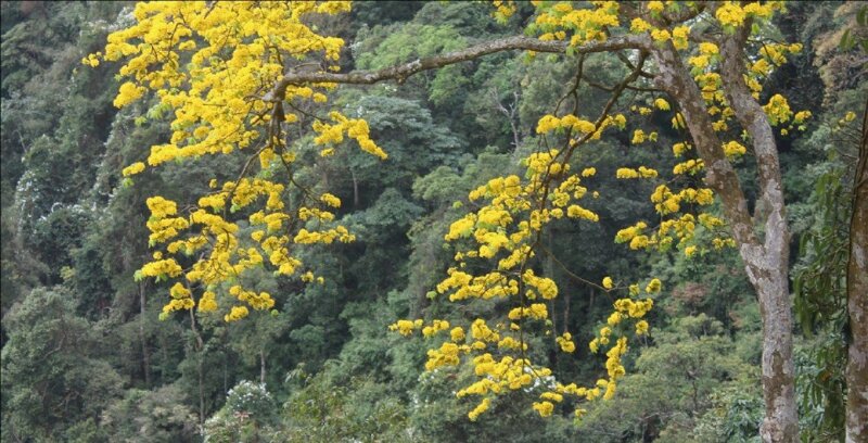 Ảnh bìa hoa mai trong rừng đẹp