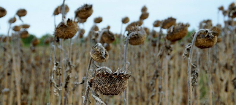 Ảnh bìa đồng hoa hướng dương héo úa