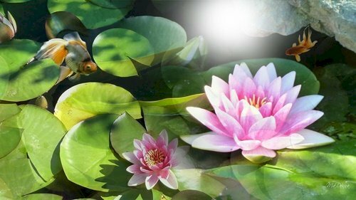 Ảnh bìa đầm hoa sen nở đẹp