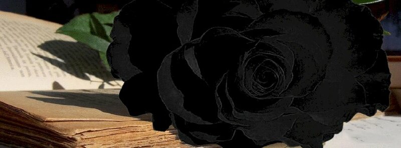 Ảnh bìa hoa hồng đen: Với những bức ảnh bìa hoa hồng đen đặc sắc này, bạn không thể cưỡng lại được sức hấp dẫn mà chúng mang lại. Hãy khám phá và tận hưởng tuyệt vời của những bức ảnh tranh đẹp làm bìa cho các thiết bị điện tử của bạn.